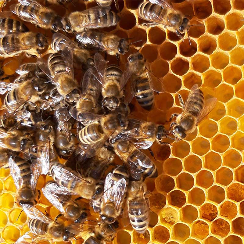 Bee on a honeycomb