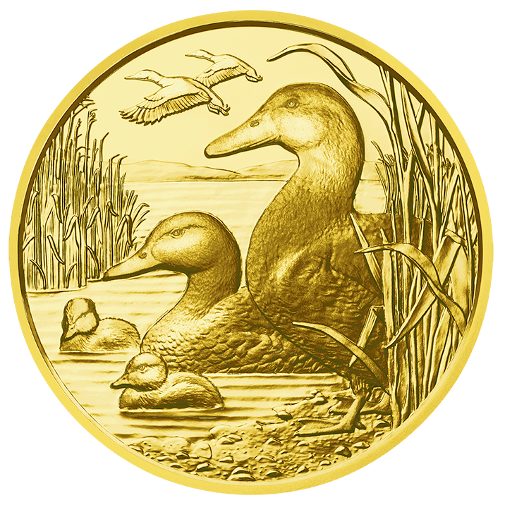 The mallard, reverse