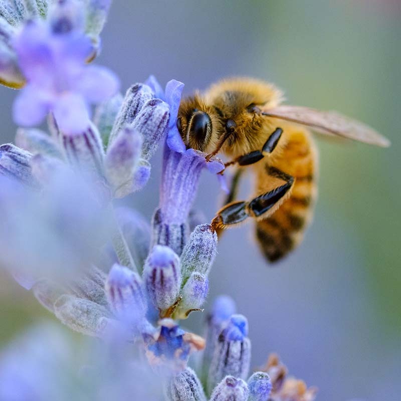 Bienenansicht auf einer Blüte
