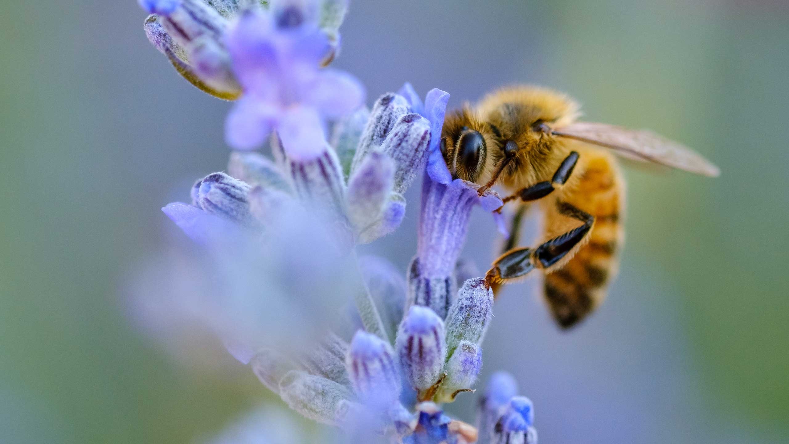 Bienenansicht auf einer Blüte