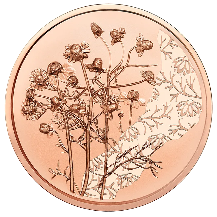 2023_10E_Kamille_Cu_NP_RS